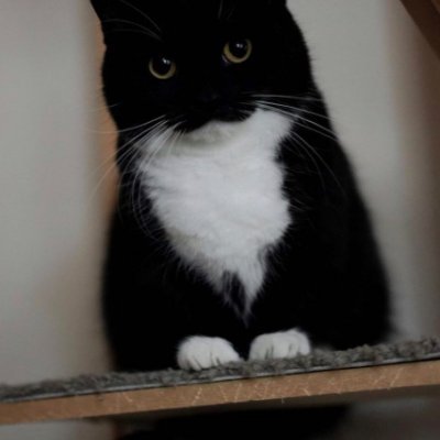 رمنسية الحصريات's profile picture