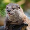 カワウソ君 的头像