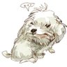 Cophi's profile picture