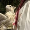 FARIS/KSA🦅💚's profile picture