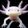 Profilbild von The Axolotl Demon
