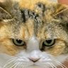 せり@聖鯖♪'s profile picture