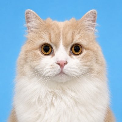 negima20240223's profile picture