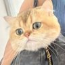 Фото профиля ยัยNoochจุ๊จุ๊