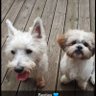 Angela 🇬🇧🩵✝️ profil fotoğrafı