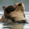 ЀПÑП пÑПÑÐžÐ»Ñ Animalkingdom