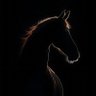 Born ⭐'s profile picture