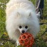 Profilbild von pomemaru