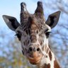 CarterGiraffe🩵's profile picture