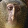 Profilbild von Fae Thatetu