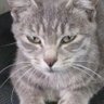 猫忍者 的头像