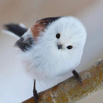 weeyuumi's profile picture