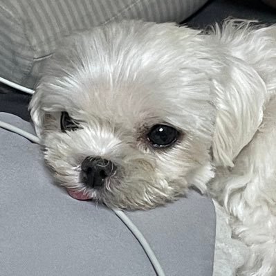 살구's profile picture