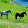 निःशब्द profil fotoğrafı