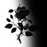Фото профиля 琥珀月うぱぱ