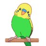 ピーコ🦜 的头像