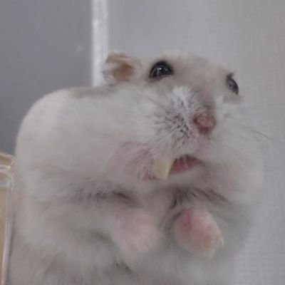 보니🐀's profile picture