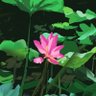 Heru🍉Setiawan profil fotoğrafı