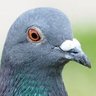 ã§ããç¬ãæã«ãããå§å¡äŒ profil fotoÄrafı