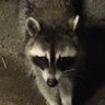 ジャグラー's profile picture