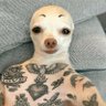 Profilbild von chimpanzeeka