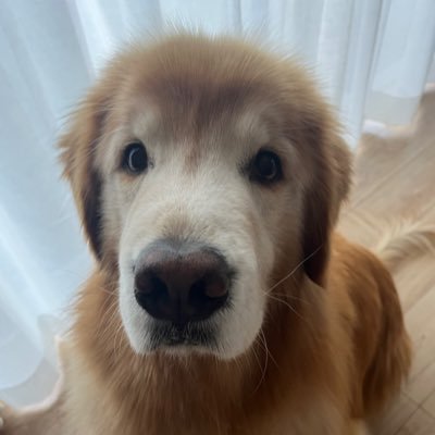 R U U K🐾's profile picture