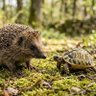 Фото профиля 🇫🇷 liberté égalité fraternité🐢🐢🦔l