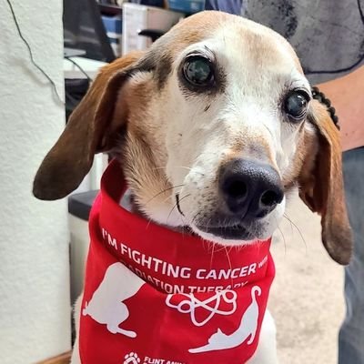 wonderbeaglemurphy's profile picture