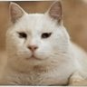 Kittykookoo. profil fotoğrafı