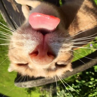 p_onkrood's profile picture