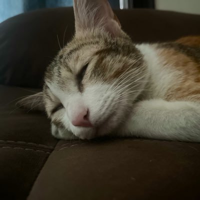 Chicken Pakodi's profile picture