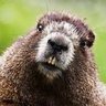 Bober profil fotoğrafı
