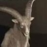 Profilbild von JoséVFN