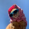 Profilbild von ATheCat43 ๐ฆ๐ท๐ฎ๐จ