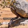 عبدالاله's profile picture