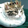 TONY 爱交易猫猫's profile picture