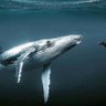 The Whale profil fotoğrafı