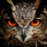 CHUNCHO 🇨🇱⚽️🦉 profil fotoğrafı