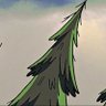 Profilbild von conifer