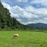 いえもん 的头像