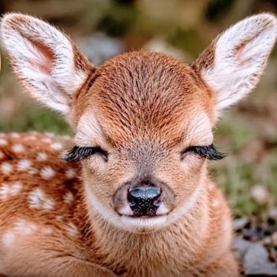 tenhabayan's profile picture