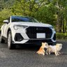 Profilbild von 🐕チビ&ココ🏖Audi🦎
