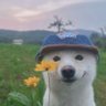 Tenzin profil fotoğrafı