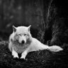 Rising White Wolf's profile picture
