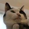 もここ 的头像