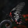 Profilbild von IronButterfly