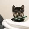 しおん's profile picture