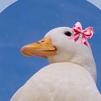 𓂆 🪿's profile picture