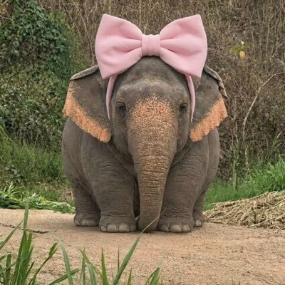tempangyapping's profile picture