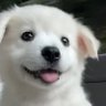 Doboongkun profil fotoğrafı